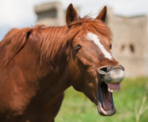 horse-laughing-537x442