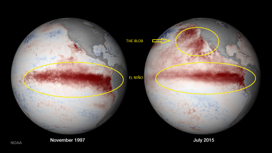 The Blob [Photo Credit: National Oceanic and Atmospheric Administration]