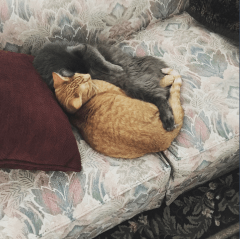 Screen Shot 2015-11-19 at 10.27.49 AM