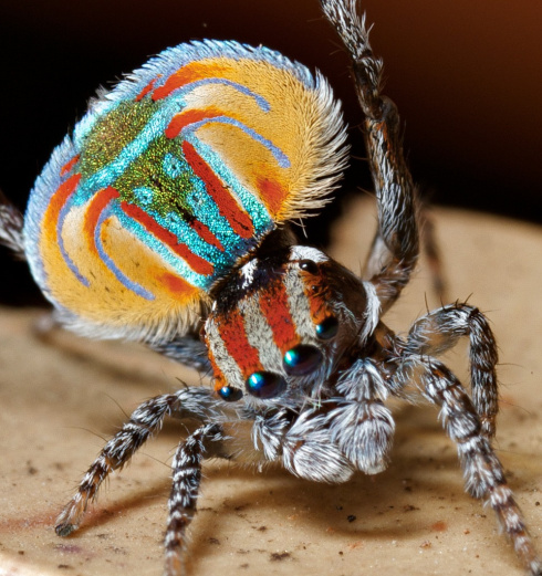 Male Peacock Spider (Maratus volans) via Jurgen Otto / Flickr
